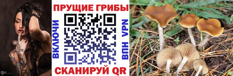 Галлюциногенные грибы MAGIC MUSHROOMS ссылка на мегу ССЫЛКА Козьмодемьянск